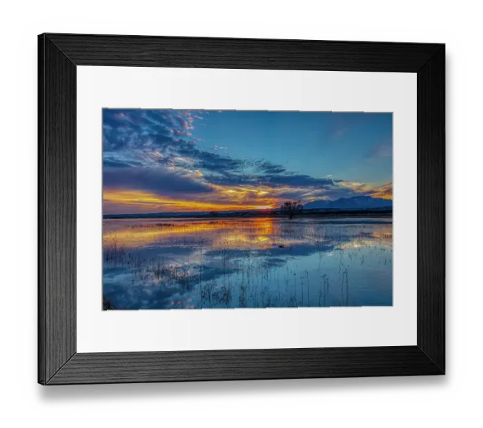 Framed Print : USA, New Mexico, Bosque del Apache National Wildlife Reserve. Sunset reflections on water and swimming northern shoveler bird Framed Print : USA, New Mexico, Bosque del Apache National Wildlife Reserve. Sunset reflections on water and swimming northern shoveler bird