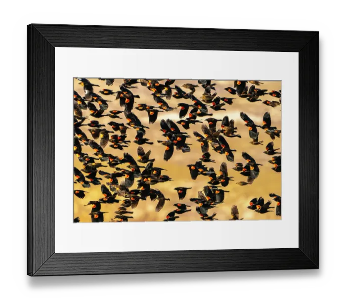 Framed Print : USA, New Mexico, Bosque Del Apache National Wildlife Refuge. Red-winged blackbird flock flying Framed Print : USA, New Mexico, Bosque Del Apache National Wildlife Refuge. Red-winged blackbird flock flying