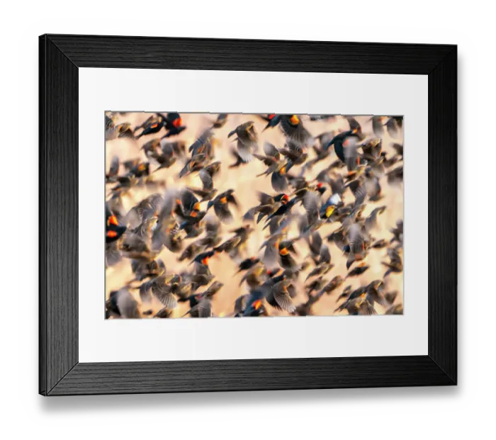 Framed Print : USA, New Mexico, Bosque Del Apache National Wildlife Refuge. Red-winged blackbird flock flying