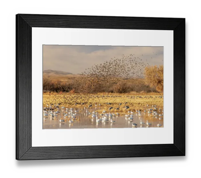 Framed Print : USA, New Mexico, Bosque Del Apache National Wildlife Refuge. Red-winged blackbird flock flying over snow geese Framed Print : USA, New Mexico, Bosque Del Apache National Wildlife Refuge. Red-winged blackbird flock flying over snow geese