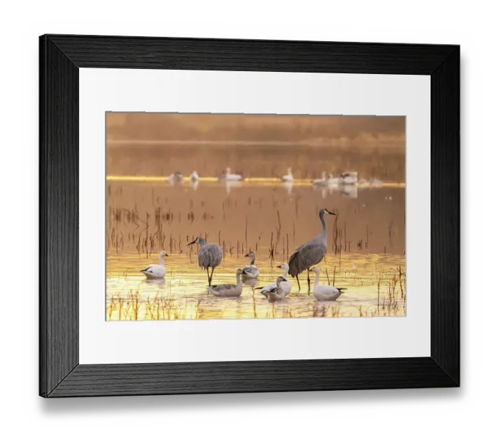 Framed Print : USA, New Mexico, Bosque Del Apache National Wildlife Refuge. Sandhill cranes and snow geese in water at sunset Framed Print : USA, New Mexico, Bosque Del Apache National Wildlife Refuge. Sandhill cranes and snow geese in water at sunset