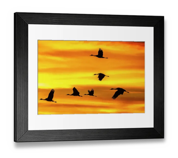 Framed Print : USA, New Mexico, Bosque Del Apache National Wildlife Refuge. Sandhill cranes flying at sunset Framed Print : USA, New Mexico, Bosque Del Apache National Wildlife Refuge. Sandhill cranes flying at sunset