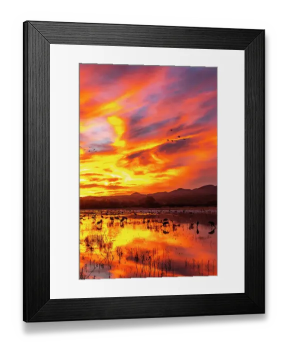 Framed Print : USA, New Mexico, Bosque Del Apache National Wildlife Refuge. Sandhill cranes and snow geese feeding at sunset Framed Print : USA, New Mexico, Bosque Del Apache National Wildlife Refuge. Sandhill cranes and snow geese feeding at sunset