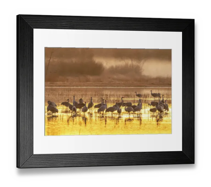 Framed Print : USA, New Mexico, Bosque Del Apache National Wildlife Refuge. Sandhill cranes feeding at sunset Framed Print : USA, New Mexico, Bosque Del Apache National Wildlife Refuge. Sandhill cranes feeding at sunset
