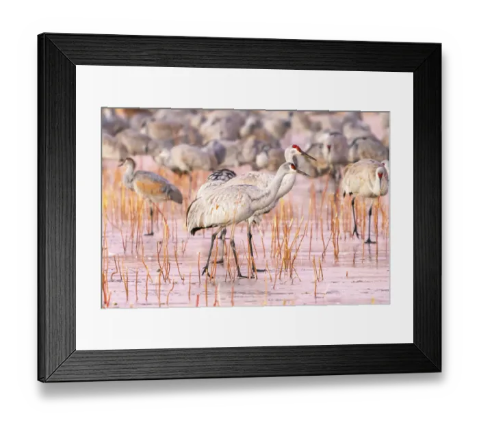Framed Print : USA, New Mexico, Bosque Del Apache National Wildlife Refuge. Sandhill cranes walking on ice