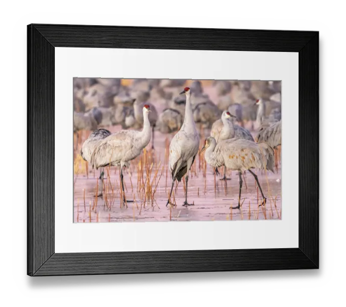 Framed Print : USA, New Mexico, Bosque Del Apache National Wildlife Refuge. Sandhill cranes walking on ice Framed Print : USA, New Mexico, Bosque Del Apache National Wildlife Refuge. Sandhill cranes walking on ice