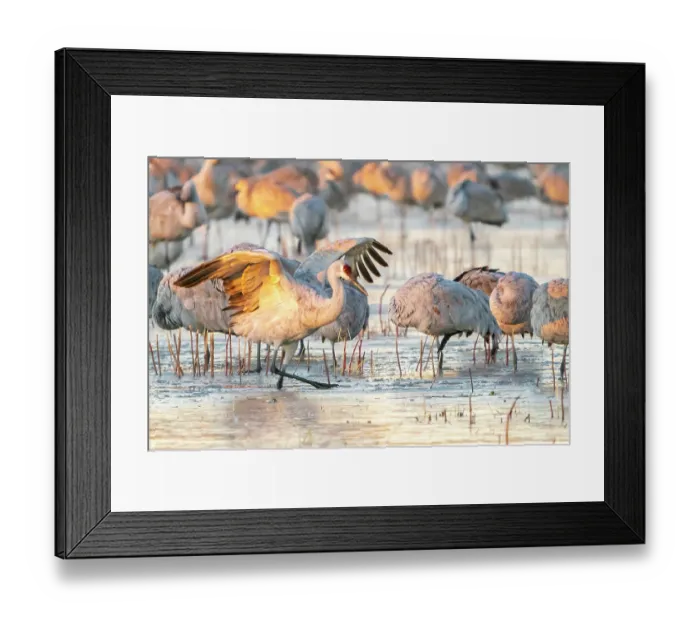 Framed Print : USA, New Mexico, Bosque Del Apache National Wildlife Refuge. Sandhill cranes walking on ice Framed Print : USA, New Mexico, Bosque Del Apache National Wildlife Refuge. Sandhill cranes walking on ice