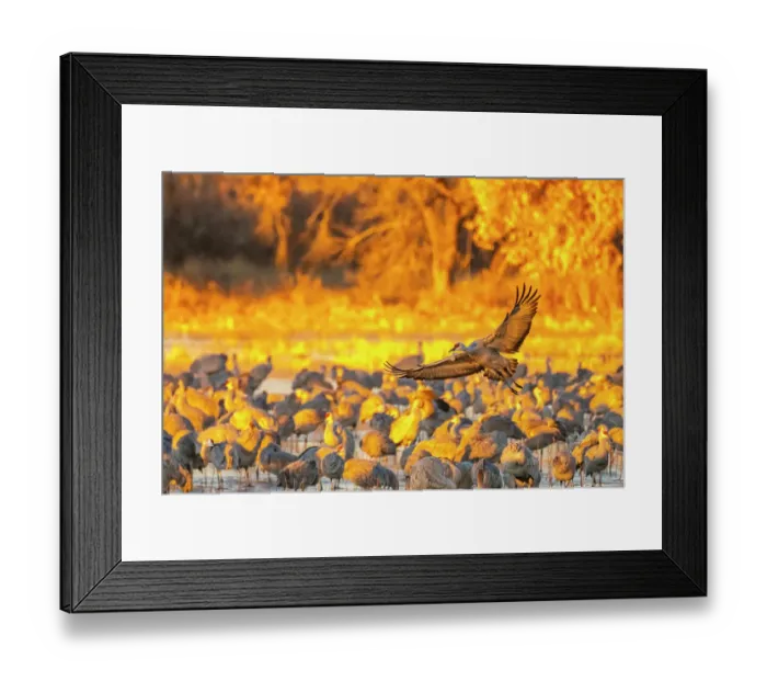 Framed Print : USA, New Mexico, Bosque Del Apache National Wildlife Refuge. Sandhill crane flying over flock Framed Print : USA, New Mexico, Bosque Del Apache National Wildlife Refuge. Sandhill crane flying over flock