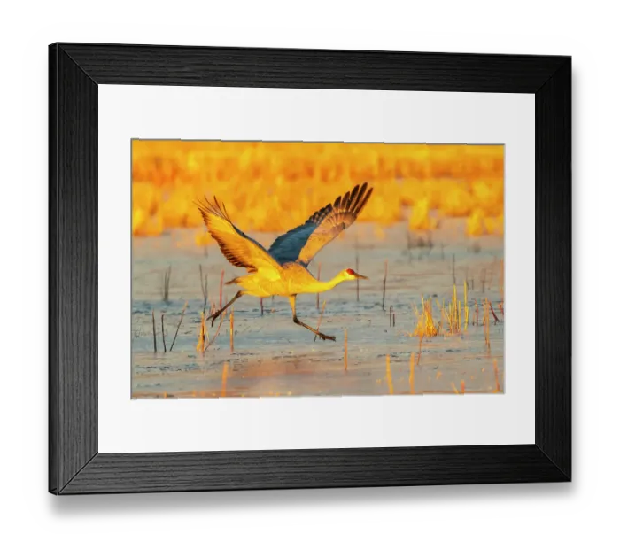 Framed Print : USA, New Mexico, Bosque Del Apache National Wildlife Refuge. Sandhill crane taking flight on ice Framed Print : USA, New Mexico, Bosque Del Apache National Wildlife Refuge. Sandhill crane taking flight on ice