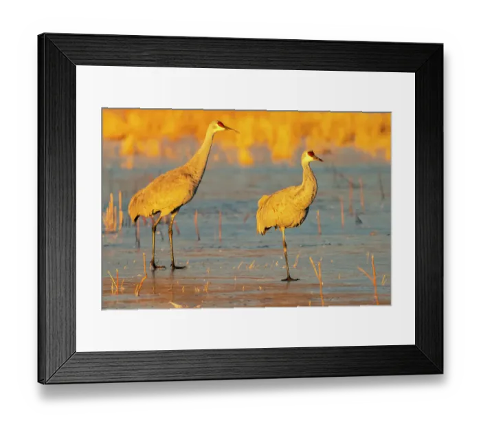 Framed Print : USA, New Mexico, Bosque Del Apache National Wildlife Refuge. Sandhill cranes walking on ice Framed Print : USA, New Mexico, Bosque Del Apache National Wildlife Refuge. Sandhill cranes walking on ice