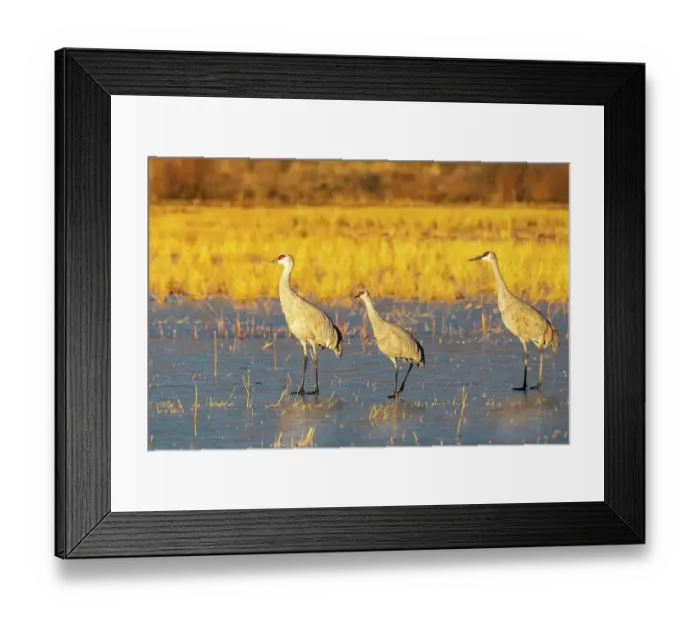 Framed Print : USA, New Mexico, Bosque Del Apache National Wildlife Refuge. Sandhill cranes walking on ice Framed Print : USA, New Mexico, Bosque Del Apache National Wildlife Refuge. Sandhill cranes walking on ice