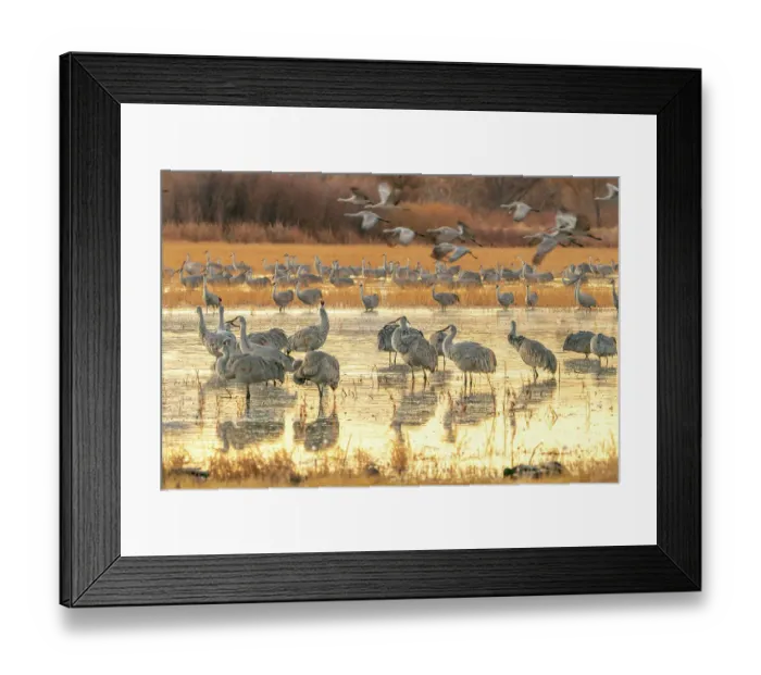 Framed Print : USA, New Mexico, Bosque Del Apache National Wildlife Refuge. Sandhill cranes at sunrise Framed Print : USA, New Mexico, Bosque Del Apache National Wildlife Refuge. Sandhill cranes at sunrise