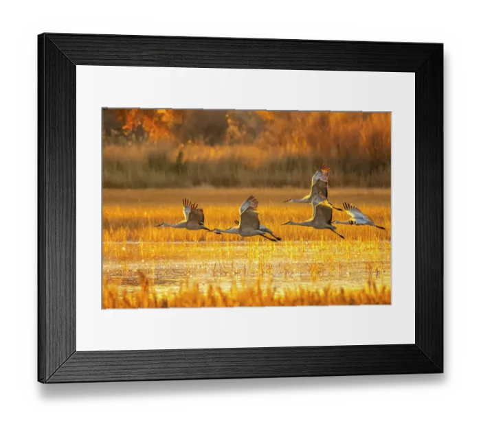 Framed Print : USA, New Mexico, Bosque Del Apache National Wildlife Refuge. Sandhill cranes flying at sunrise