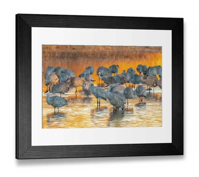 Framed Print : USA, New Mexico, Bosque Del Apache National Wildlife Refuge. Sandhill cranes roosting at sunrise Framed Print : USA, New Mexico, Bosque Del Apache National Wildlife Refuge. Sandhill cranes roosting at sunrise