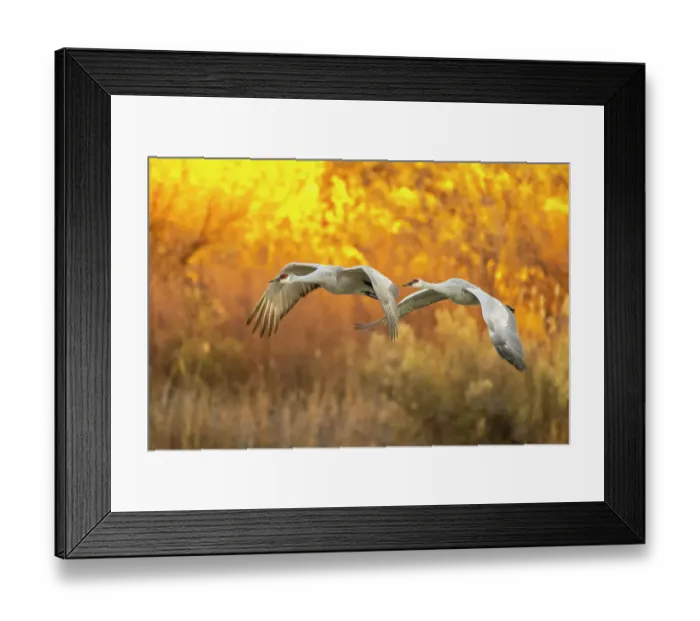 Framed Print : USA, New Mexico, Bosque Del Apache National Wildlife Refuge. Sandhill cranes flying Framed Print : USA, New Mexico, Bosque Del Apache National Wildlife Refuge. Sandhill cranes flying