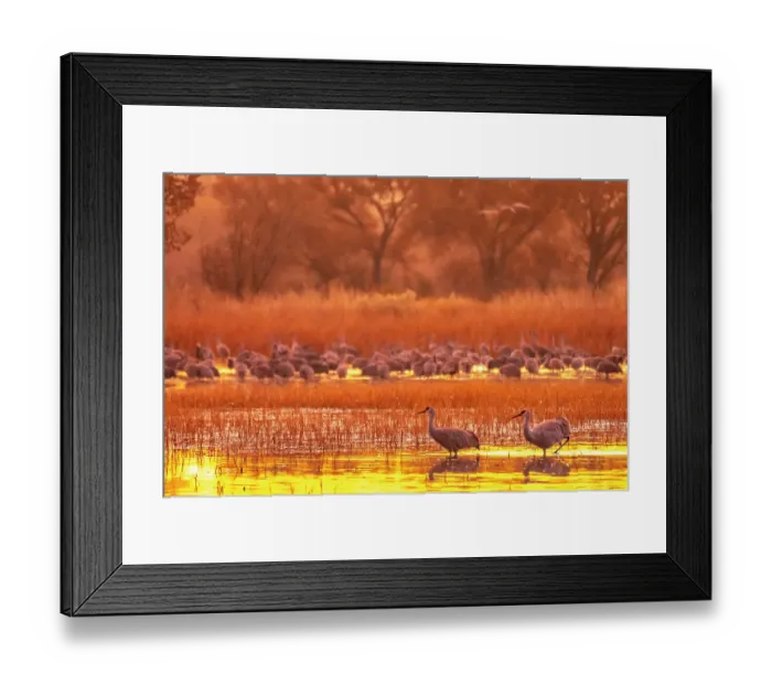Framed Print : USA, New Mexico, Bosque Del Apache National Wildlife Refuge. Sandhill cranes at sunrise Framed Print : USA, New Mexico, Bosque Del Apache National Wildlife Refuge. Sandhill cranes at sunrise