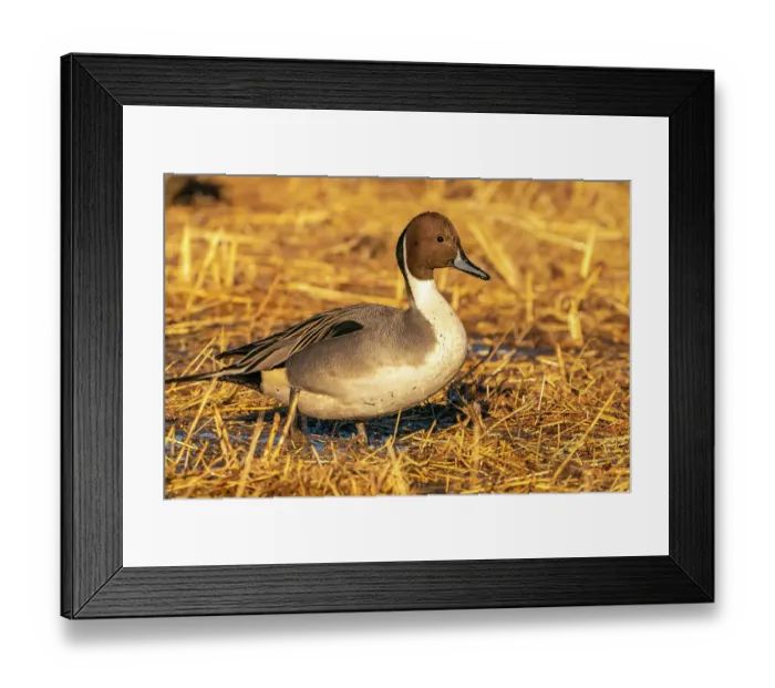 Framed Print : USA, New Mexico, Bosque Del Apache National Wildlife Refuge. Close-up of pintail duck drake Framed Print : USA, New Mexico, Bosque Del Apache National Wildlife Refuge. Close-up of pintail duck drake