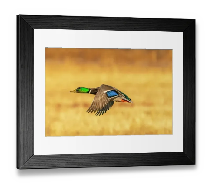 Framed Print : USA, New Mexico, Bosque Del Apache National Wildlife Refuge. Mallard drake duck flying Framed Print : USA, New Mexico, Bosque Del Apache National Wildlife Refuge. Mallard drake duck flying