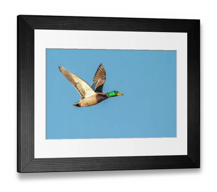 Framed Print : USA, New Mexico, Bosque Del Apache National Wildlife Refuge. Mallard drake duck flying Framed Print : USA, New Mexico, Bosque Del Apache National Wildlife Refuge. Mallard drake duck flying