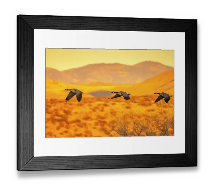 Framed Print : USA, New Mexico, Bosque Del Apache National Wildlife Refuge. Canada geese flying at sunrise Framed Print : USA, New Mexico, Bosque Del Apache National Wildlife Refuge. Canada geese flying at sunrise