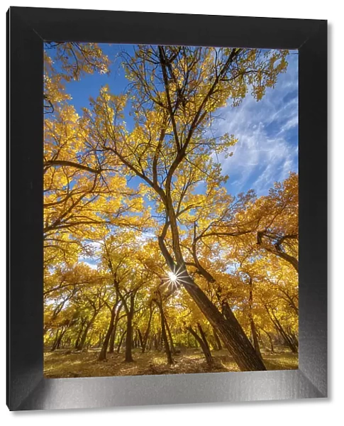USA, New Mexico, Sandoval County. Sunburst on cottonwood trees