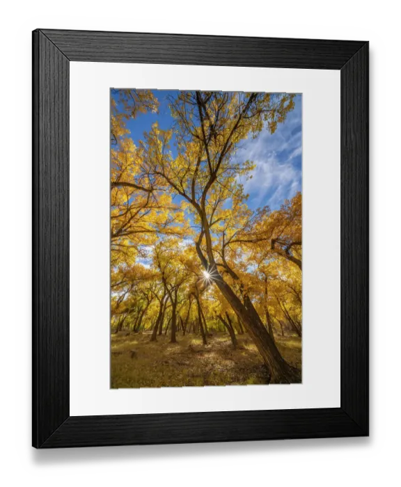 Framed Print : USA, New Mexico, Sandoval County. Sunburst on cottonwood trees Framed Print : USA, New Mexico, Sandoval County. Sunburst on cottonwood trees