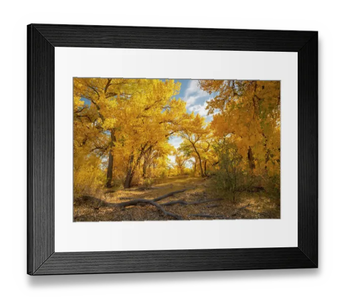 Framed Print : USA, New Mexico, Sandoval County. Cottonwood trees in autumn Framed Print : USA, New Mexico, Sandoval County. Cottonwood trees in autumn