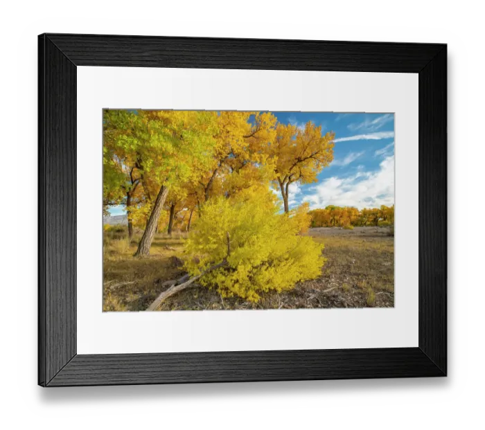 Framed Print : USA, New Mexico, Sandoval County. Cottonwood trees in autumn