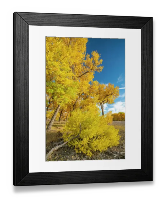 Framed Print : USA, New Mexico, Sandoval County. Cottonwood trees in autumn Framed Print : USA, New Mexico, Sandoval County. Cottonwood trees in autumn