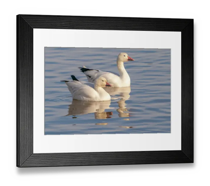 Framed Print : USA, New Mexico, Bosque Del Apache National Wildlife Refuge. Snow geese in water Framed Print : USA, New Mexico, Bosque Del Apache National Wildlife Refuge. Snow geese in water