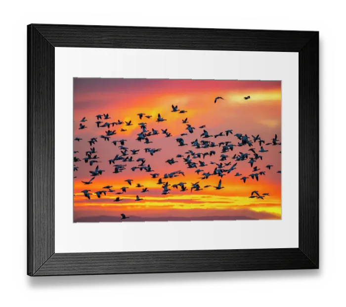 Framed Print : USA, New Mexico, Bosque Del Apache National Wildlife Refuge. Snow geese flying at sunrise Framed Print : USA, New Mexico, Bosque Del Apache National Wildlife Refuge. Snow geese flying at sunrise
