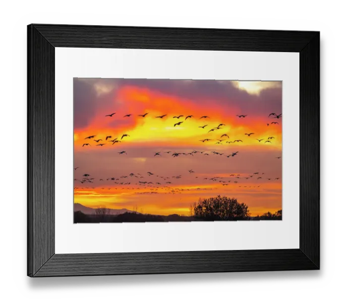 Framed Print : USA, New Mexico, Bosque Del Apache National Wildlife Refuge. Snow geese flying at sunrise Framed Print : USA, New Mexico, Bosque Del Apache National Wildlife Refuge. Snow geese flying at sunrise