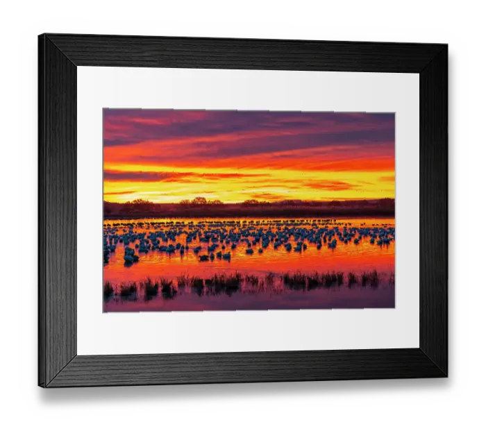 Framed Print : USA, New Mexico, Bosque Del Apache National Wildlife Refuge. Snow geese in water at sunrise Framed Print : USA, New Mexico, Bosque Del Apache National Wildlife Refuge. Snow geese in water at sunrise
