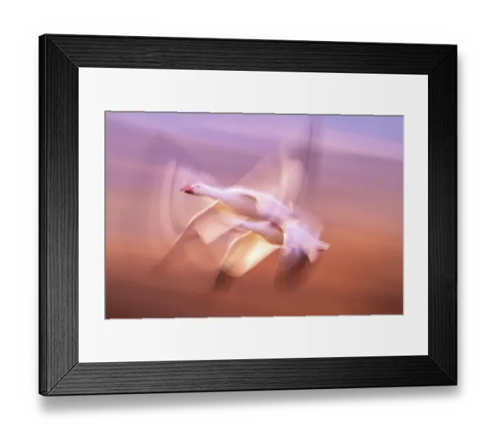 Framed Print : USA, New Mexico, Bosque Del Apache National Wildlife Refuge. Blur of snow geese flying