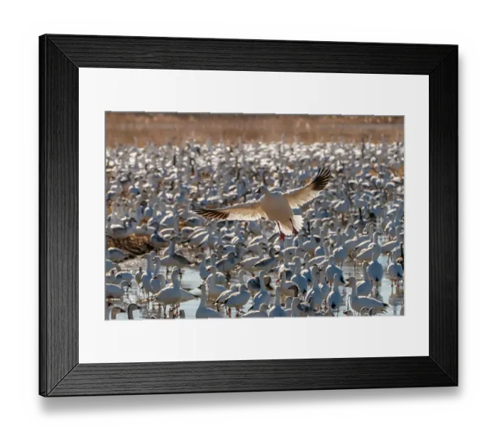 Framed Print : USA, New Mexico, Bosque Del Apache National Wildlife Refuge. Snow goose landing in flock Framed Print : USA, New Mexico, Bosque Del Apache National Wildlife Refuge. Snow goose landing in flock