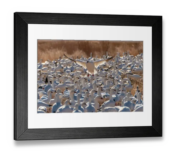 Framed Print : USA, New Mexico, Bosque Del Apache National Wildlife Refuge. Snow goose landing in flock Framed Print : USA, New Mexico, Bosque Del Apache National Wildlife Refuge. Snow goose landing in flock