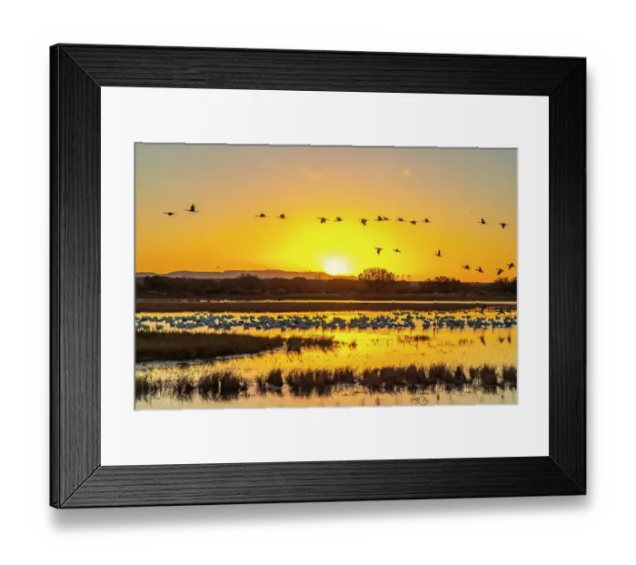 Framed Print : USA, New Mexico, Bosque Del Apache National Wildlife Refuge. Sandhill cranes flying over roosting snow geese at sunrise Framed Print : USA, New Mexico, Bosque Del Apache National Wildlife Refuge. Sandhill cranes flying over roosting snow geese at sunrise