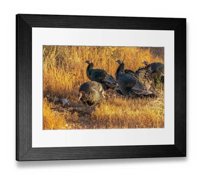 Framed Print : USA, New Mexico, Bosque Del Apache National Wildlife Refuge. Close-up of female wild turkeys Framed Print : USA, New Mexico, Bosque Del Apache National Wildlife Refuge. Close-up of female wild turkeys