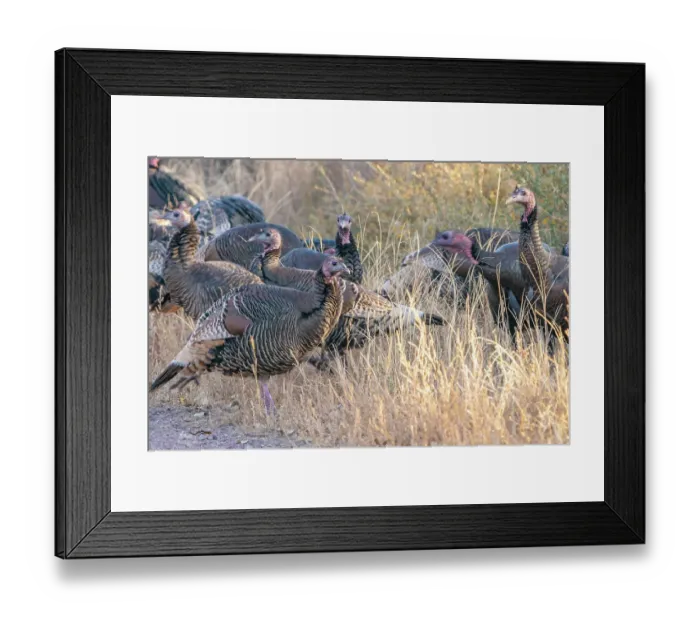 Framed Print : USA, New Mexico, Bosque Del Apache National Wildlife Refuge. Close-up of female wild turkeys Framed Print : USA, New Mexico, Bosque Del Apache National Wildlife Refuge. Close-up of female wild turkeys