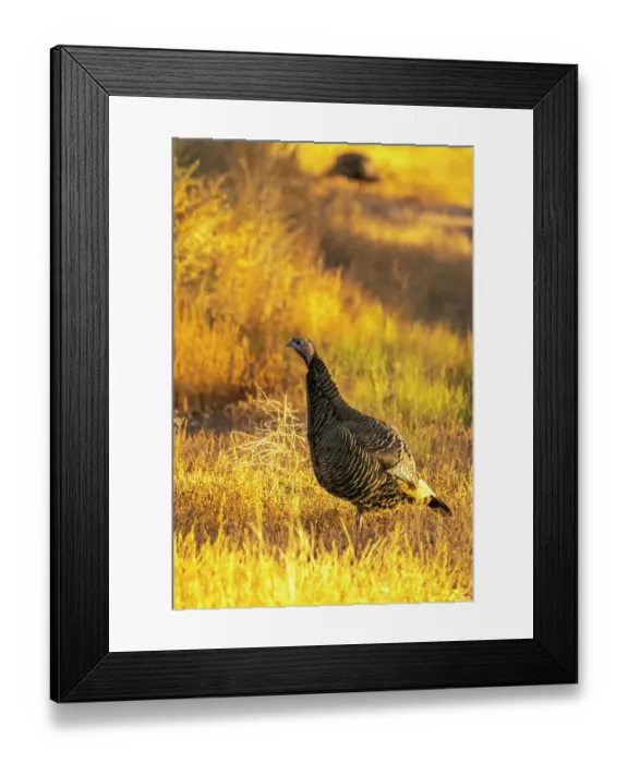 Framed Print : USA, New Mexico, Bosque Del Apache National Wildlife Refuge. Close-up of female wild turkey Framed Print : USA, New Mexico, Bosque Del Apache National Wildlife Refuge. Close-up of female wild turkey