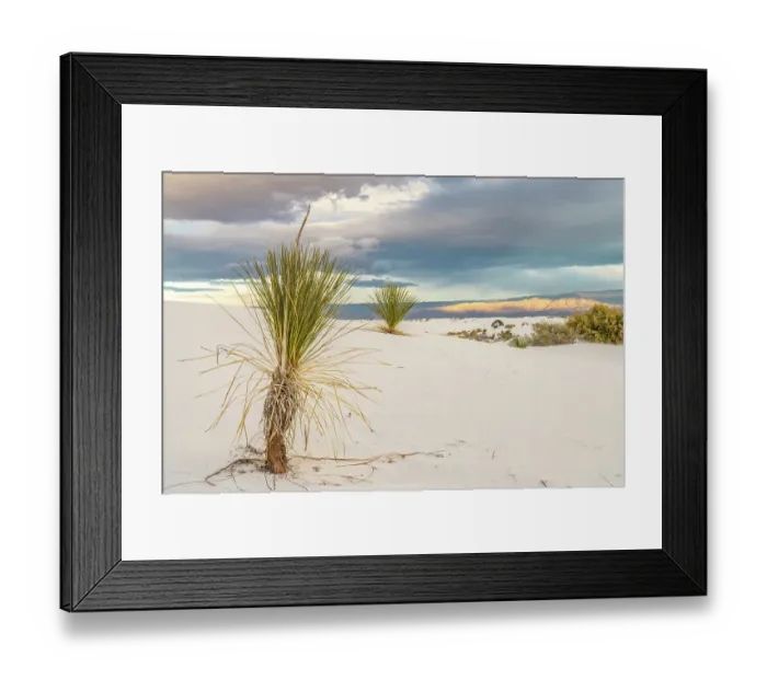 Framed Print : USA, New Mexico, White Sands National Monument. Sand dunes and yucca cacti Framed Print : USA, New Mexico, White Sands National Monument. Sand dunes and yucca cacti
