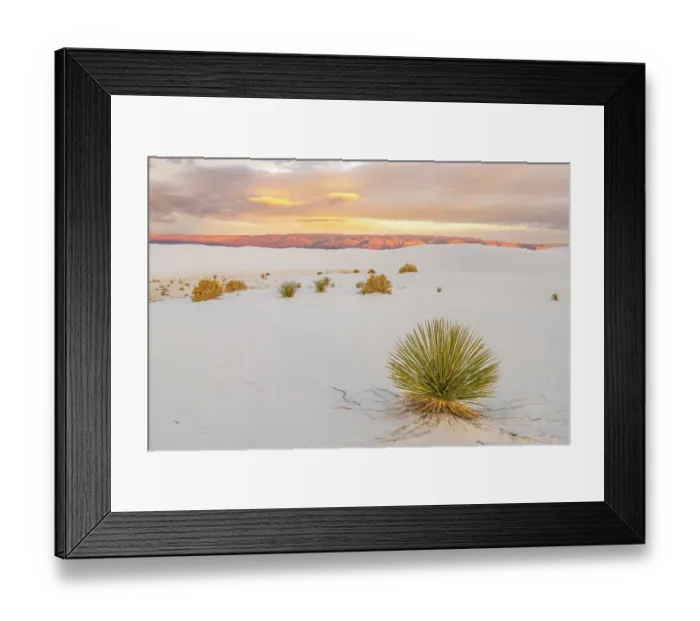 Framed Print : USA, New Mexico, White Sands National Monument. Sand dunes and yucca cactus Framed Print : USA, New Mexico, White Sands National Monument. Sand dunes and yucca cactus