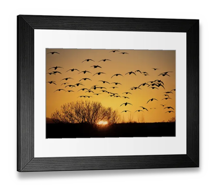 Framed Print : USA, New Mexico, Bosque Del Apache National Wildlife Refuge. Birds in silhouette at sunrise Framed Print : USA, New Mexico, Bosque Del Apache National Wildlife Refuge. Birds in silhouette at sunrise