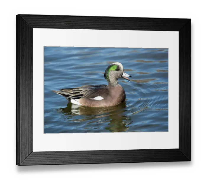 Framed Print : USA, New Mexico, Socorro. American wigeon in small pond Framed Print : USA, New Mexico, Socorro. American wigeon in small pond