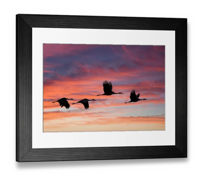 Framed Print : USA, New Mexico. Bosque Del Apache National Wildlife Refuge with sandhill cranes in flight silhouetted at sunset