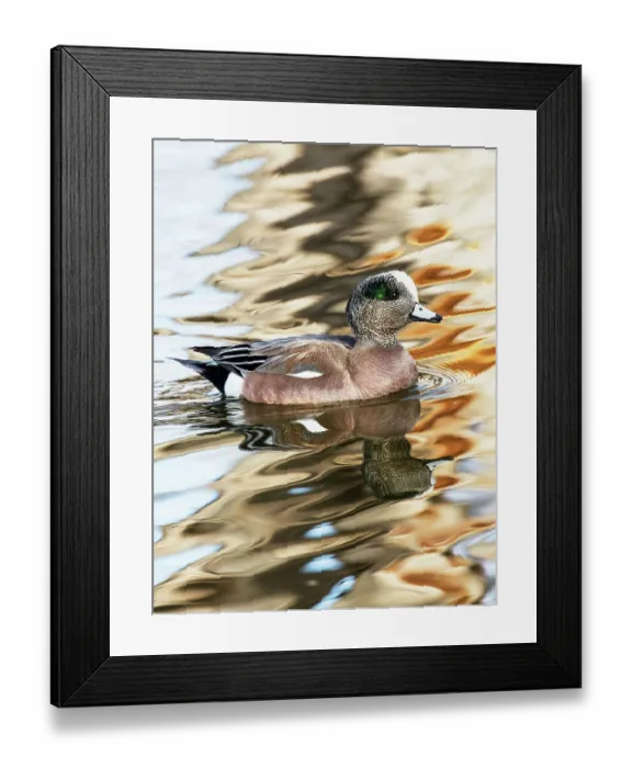 Framed Print : USA, New Mexico, Socorro. American wigeon in small pond