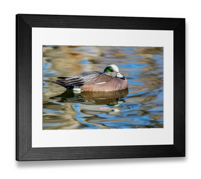 Framed Print : USA, New Mexico, Socorro. American wigeon in small pond