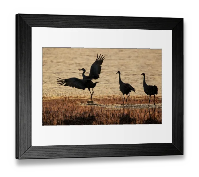 Framed Print : USA, New Mexico. Bosque Del Apache National Wildlife Refuge with sandhill cranes in pond silhouetted at sunset Framed Print : USA, New Mexico. Bosque Del Apache National Wildlife Refuge with sandhill cranes in pond silhouetted at sunset