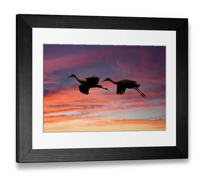 Framed Print : USA, New Mexico. Bosque Del Apache National Wildlife Refuge with sandhill cranes in flight silhouetted at sunset Framed Print : USA, New Mexico. Bosque Del Apache National Wildlife Refuge with sandhill cranes in flight silhouetted at sunset