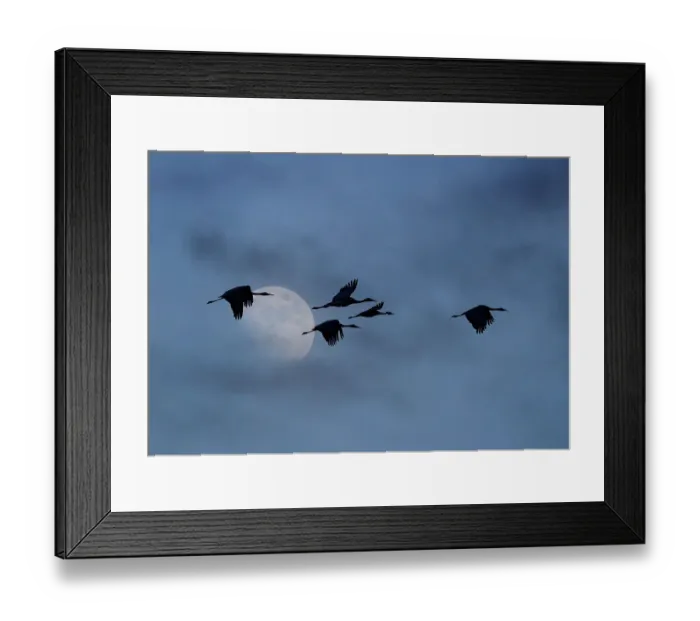 Framed Print : USA, New Mexico. Bosque Del Apache National Wildlife Refuge with sandhill cranes in flight silhouetted with moon showing through clouds Framed Print : USA, New Mexico. Bosque Del Apache National Wildlife Refuge with sandhill cranes in flight silhouetted with moon showing through clouds